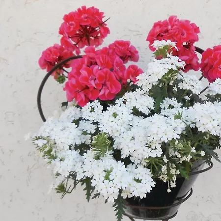 Pet Friendly In Medebach-duedinghausen Apartment Medebach